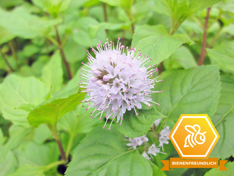 Mentha aquatica - Wasserminze